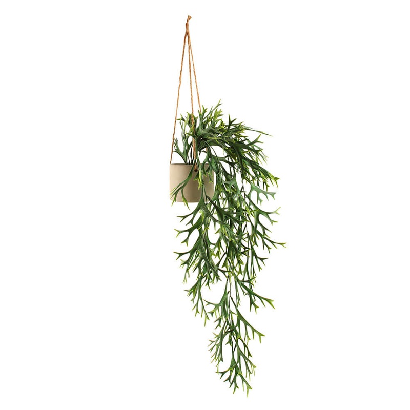 Suspendu staghorn dans un pot en bton (55x8x8cm)