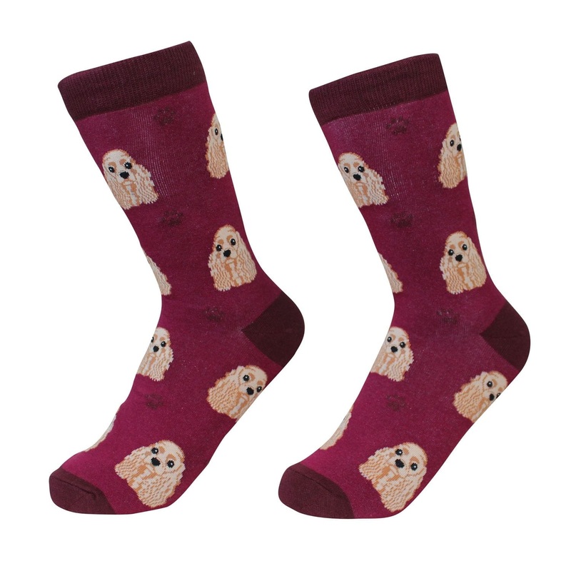 Cocker Spaniel - Socks