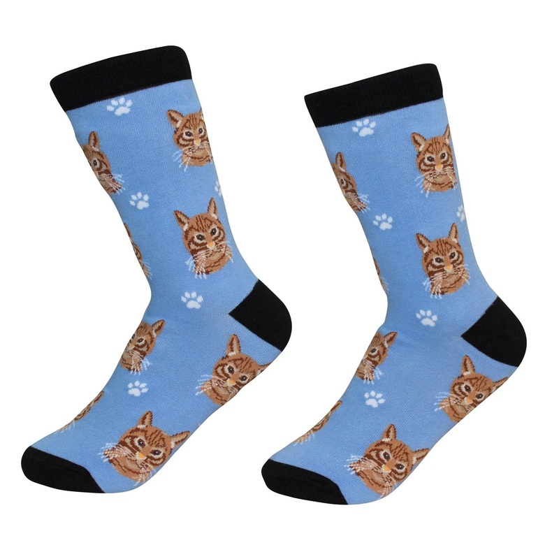 Orange Tabby Cat - Socks