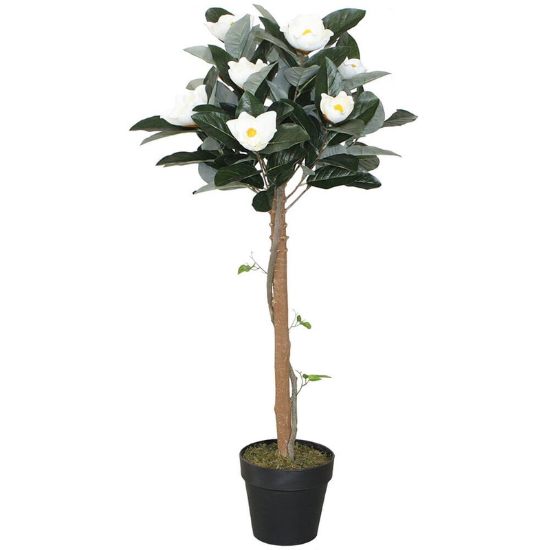 Magnolia Plante en pot 110cm